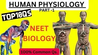 HUMAN PHYSIOLOGY I SURE SHOT QS I NEET BIOLOGY I HINDI #neetbiology #neet2024 #youtube