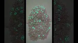 Глиттер блестки для творчества,  звёздочки радужные
