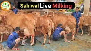 👍Live Milking Of Elite 