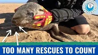 Too Many Rescues to Count