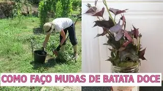 NÃO COMPRE MAIS MUDAS DE BATATA DOCE!