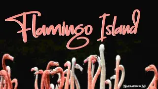 CH5 - Nature Documentary - Treasures of the Wild: Flamingo Island (1998)