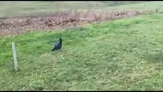 Prvi snimak IBIS ptice u Bosanskoj Krupi
