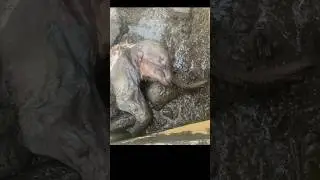 Nun Cho Ga: A 30,000+ Yr Old Mummified Baby Woolly Mammoth #history #mummy #viralshort #fyp #foryou