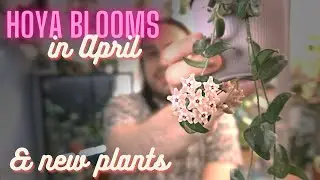 Hoya Blooming in April and Some New Plants