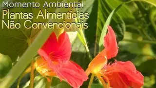 Plantas Alimentícias Não Convencionais - Momento Ambiental