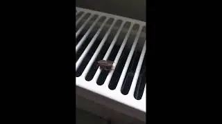 kalorifer üstünde ölmüs osuruk bocegi