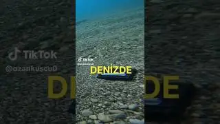Denizde Arayış#shorts #short