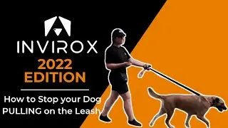 How To Stop Your Dog PULLING On The Leash - E COLLAR TRAINING