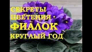 Что нужно для цветения фиалок круглый год