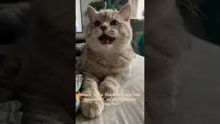 Кот Марвел сладкая булочка. #кот #котики #животные #сладкаябулочка #пушистые #домашниеживотные