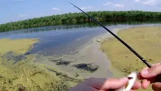 Самая уловистая снасть для ловли красноперки! Рыбалка на Попла-поппер!