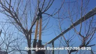 Обрезка персика 2