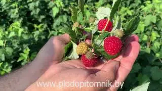 The earliest raspberry variety METEOR You will definitely not be left without raspberries.