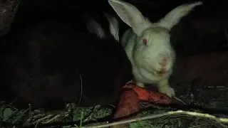 Вечерний ужин у кроликов (rabbits and carrots)