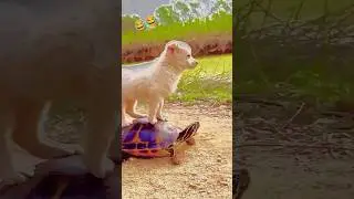Garena Free Fire sent a dog tortoise 😂 to my house for brother 🥰 #shorts #freefireshortstory