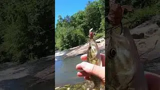 TEENY Bartram's Bass!! #fishing #bassfishing