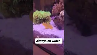 Watchman Goby!