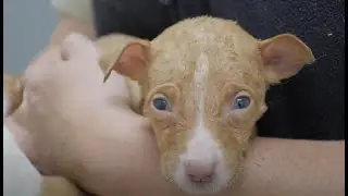 Emaciated dog and eight puppies rescued just in time