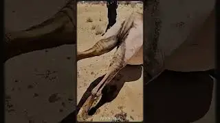Death comes by the will of Allah
