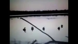 Удачная охота на уток !
