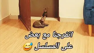 كيف تجعل قطط الشارع أليفة وتدخل بيتك في يومين
