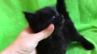 Черныш подрос1