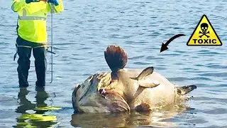 They Are Killing Our Fish
