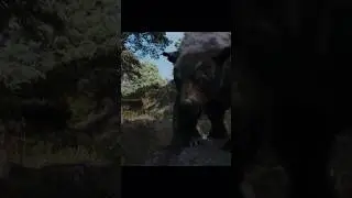 Обезумевший медведь преследует их в лесу 😳 