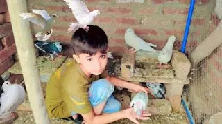 New Member in Peigen Cage  || My pet House || My Birds