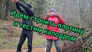 Бобры идут строить плотину