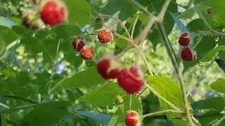 Киэһээ аайы эн кэрэ куоласкын иһиттэхпинэ....