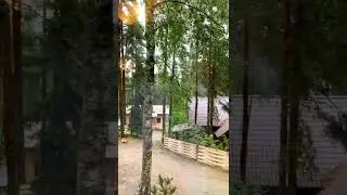 Хотели бы жить в соснах?