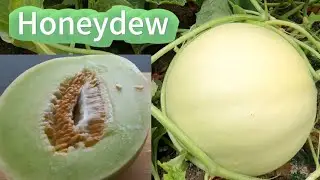 意外收获的瓜，0成本种Honeydew Melon. 目前为止最值得种的瓜，其貌不扬但是很好吃，产量大不用管！