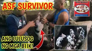 FIRST SERVICE VLOG 2024: ASF SURVIVOR| ANG LULUSOG NG KANILANG MGA BIIK @mangungumatv8418