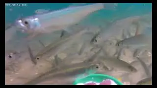 класс 14 подводная рыбалка 4 подводная видео съёмка с музыкой релаксирующей и расслабляющей