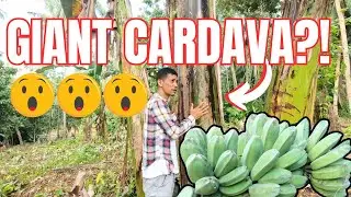 GIANT CARDAVA SA PROBINSIYA?! GAANO KALAKI?