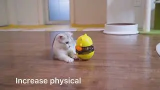 Newest Design Cat Toys