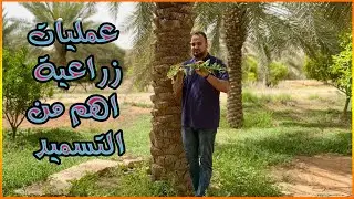 لايمكن الاستغناء عنها لأي شجرة واهميتهم لا تقل عن اهمية التسميد || ٤ عمليات ضرورية لاي شجرة