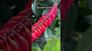 The Red Hot Poker Vine (#flowers)
