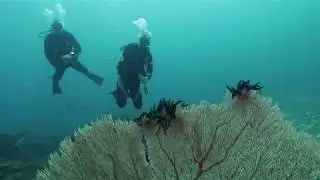 Подводные грибы