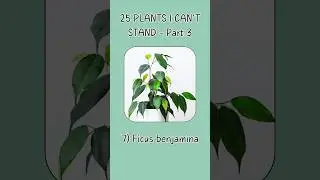 25 Plants I Can’t Stand, Part 3. Watch the full video on my channel! 🪴 #plants #houseplants #shorts