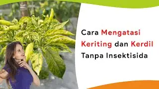 Tanpa Insektisida Kimia, Tapi Tanaman Tetap Aman dari Keriting dan Kerdil?