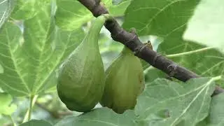 Инжир ,ложь  