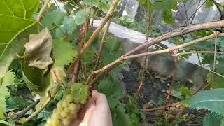 Виноград. Скоро заморозки. Кузбасс. Сибирь.