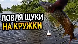 ЛОВЛЯ ЩУКИ НА КРУЖКИ!!! РЫБАЛКА НА ЗАБЫТОМ РЫБАКАМИ ОЗЕРЕ. РЫБАЛКА В БЕЛАРУСИ.
