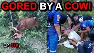 Shocking Footage: Russian Man Gored by Cow!
