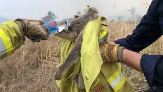 Rescued Koalas in Australia Fire | Australia Fire