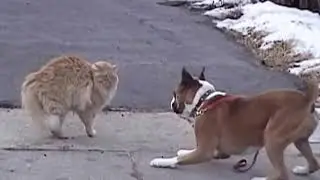 коты поединок