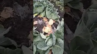 капуста конкерор от бейо